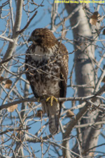 Cooper's hawk